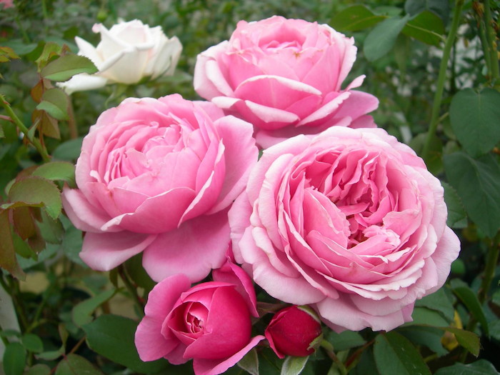 Top 8 mẹo trồng hoa hồng Mới nhất