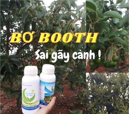 PHƯƠNG PHÁP XỬ LÝ BƠ BOOTH ĐẬU TRÁI CỰC SAI BẰNG CHẾ PHẨM SIÊU RA HOA, CANXI BO 