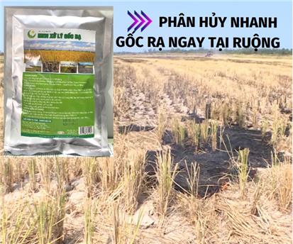 GIẢI PHÁP GIÚP NÔNG DÂN XỬ LÝ PHÂN HỦY RƠM GỐC RẠ NHANH CHÓNG NGAY TẠI ...