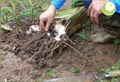 NGUYÊN NHÂN VÀ BIỆN PHÁP XỬ LÝ CÂY CHUỐI BỊ THỐI RỄ, VÀNG LÁ HÉO RŨ (PANAMA)