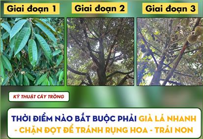 THỜI ĐIỂM NÀO BẮT BUỘC PHẢI GIÀ LÁ NHANH,CHẶN ĐỌT ĐỂ TRÁNH RỤNG HOA ,TRÁI NON TRÊN SẦU RIÊNG