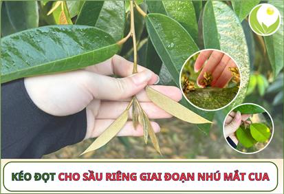 KÉO ĐỌT CHO SẦU RIÊNG GIAI ĐOẠN NHÚ MẮT CUA, SÁNG MẮT CUA 