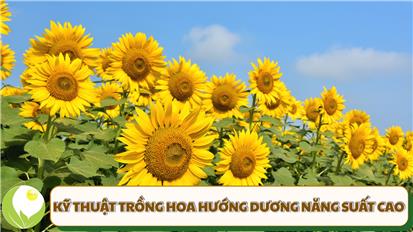 Kỹ Thuật Trồng Hoa Hướng Dương Toàn Tập: Từ Gieo Hạt Đến Thu Hoạch