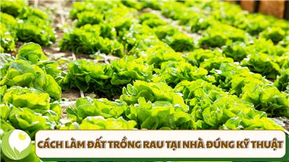 Cách Làm Đất Trồng Rau Tại Nhà: Hướng Dẫn Toàn Diện Từ A-Z