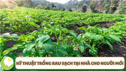 Kỹ Thuật Trồng Rau Sạch Tại Nhà Toàn Tập Cho Người Mới