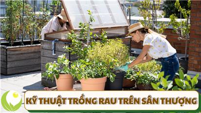 Kỹ Thuật Trồng Rau Trên Sân Thượng A-Z Cho Người Mới Bắt Đầu