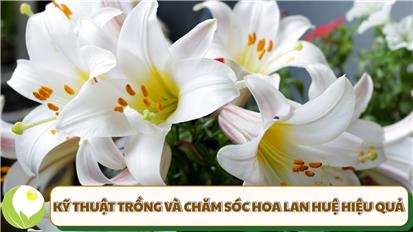 Kỹ thuật trồng và chăm sóc hoa Lan Huệ hiệu quả