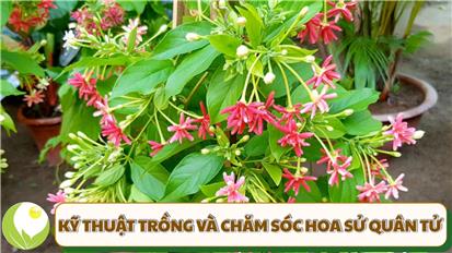 Kỹ thuật trồng và chăm sóc hoa sử quân tử (hoa giun) sai hoa, đậm sắc
