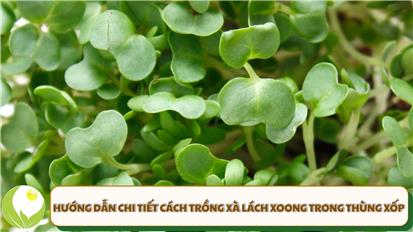 Hướng Dẫn Chi Tiết Cách Trồng Xà Lách Xoong Trong Thùng Xốp
