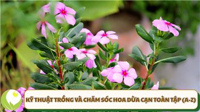 Kỹ Thuật Trồng và Chăm Sóc Hoa Dừa Cạn Toàn Tập (A-Z)