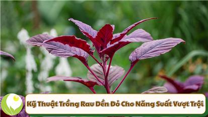 Kỹ Thuật Trồng Rau Dền Đỏ Cho Năng Suất Vượt Trội
