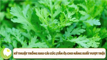 Kỹ Thuật Trồng Rau Cải Cúc (Tần Ô) Cho Năng Suất Vượt Trội