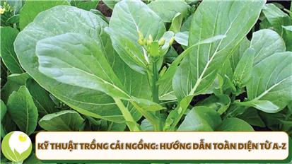 Kỹ Thuật Trồng Cải Ngồng: Hướng Dẫn Toàn Diện Từ A-Z