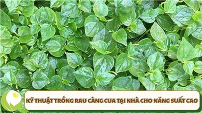 Kỹ thuật trồng rau càng cua tại nhà cho năng suất cao