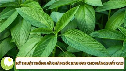 Kỹ Thuật Trồng và Chăm Sóc Rau Đay Cho Năng Suất Cao