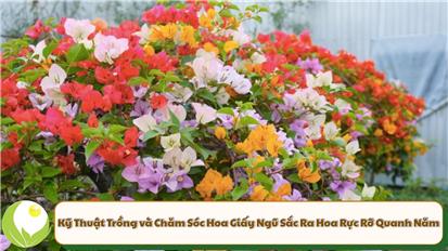 Kỹ Thuật Trồng và Chăm Sóc Hoa Giấy Ngũ Sắc Ra Hoa Rực Rỡ Quanh Năm