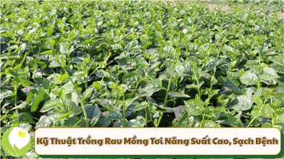 Kỹ Thuật Trồng Rau Mồng Tơi Năng Suất Cao, Sạch Bệnh