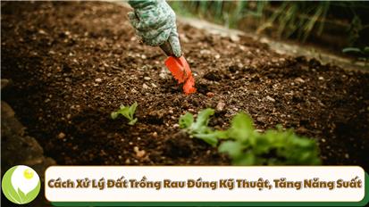 Cách Xử Lý Đất Trồng Rau Đúng Kỹ Thuật, Tăng Năng Suất