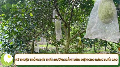 Kỹ thuật trồng mít Thái: Hướng dẫn toàn diện cho năng suất cao