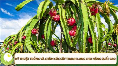 Kỹ thuật trồng và chăm sóc cây thanh long cho năng suất cao
