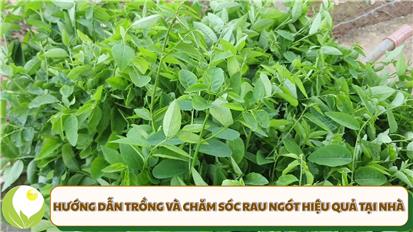 Hướng dẫn trồng và chăm sóc rau ngót hiệu quả tại nhà