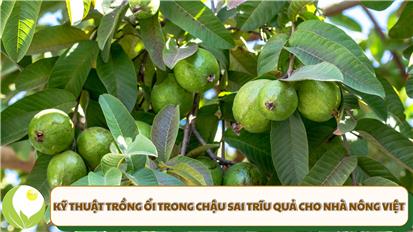 Kỹ thuật trồng ổi trong chậu sai trĩu quả cho nhà nông Việt