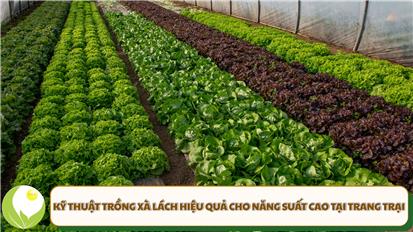 Kỹ thuật trồng xà lách hiệu quả cho năng suất cao tại trang trại