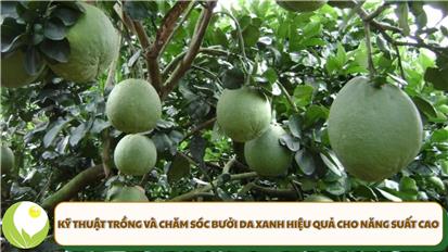 Kỹ thuật trồng và chăm sóc bưởi da xanh hiệu quả cho năng suất cao