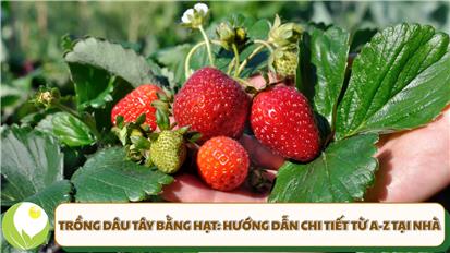 Trồng Dâu Tây Bằng Hạt: Hướng Dẫn Chi Tiết Từ A-Z Tại Nhà