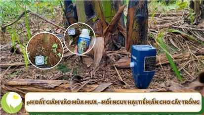 PH ĐẤT GIẢM VÀO MÙA MƯA – MỐI NGUY HẠI TIỀM ẨN CHO CÂY TRỒNG ĐẶC BIỆT LÀ SẦU RIÊNG