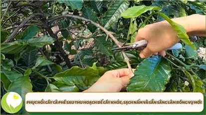 Phục hồi cây cà phê sau thu hoạch để cây khỏe, sạch nấm và sẵn sàng làm bông vụ mới