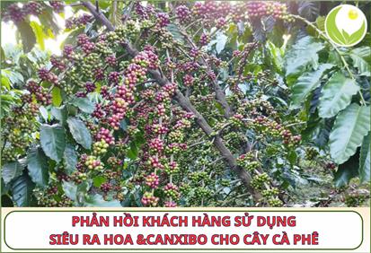 ​PHẢN HỒI KHÁCH HÀNG SỬ DỤNG SIÊU RA HOA & CANXIBO CHO CÀ PHÊ – DÒNG HỮU CƠ, CÂY KHỎE KHÔNG SUY