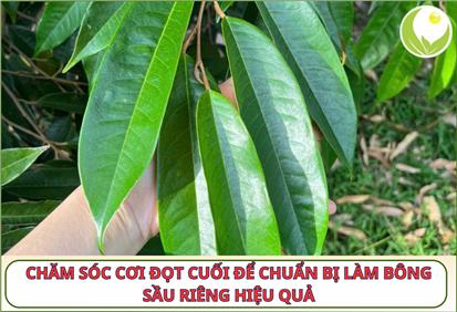 CHĂM SÓC CƠI ĐỌT CUỐI ĐỂ CHUẨN BỊ LÀM BÔNG SẦU RIÊNG HIỆU QUẢ