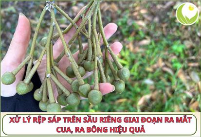 XỬ LÝ RỆP SÁP TRÊN SẦU RIÊNG GIAI ĐOẠN RA MẮT CUA, RA BÔNG HIỆU QUẢ