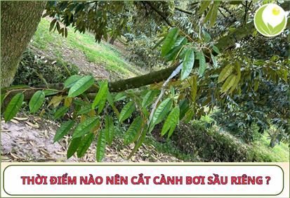 THỜI ĐIỂM NÀO NÊN CẮT CÀNH BƠI SẦU RIÊNG? NÊN CẮT HAY GIỮ?
