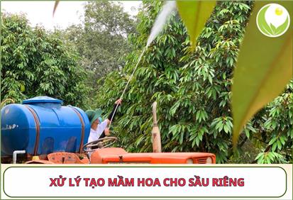 TẠO MẦM HOA SẦU RIÊNG BAO LÂU THÌ RA MẮT CUA? KỸ THUẬT TẠO MẦM HOA CHO SẦU RIÊNG