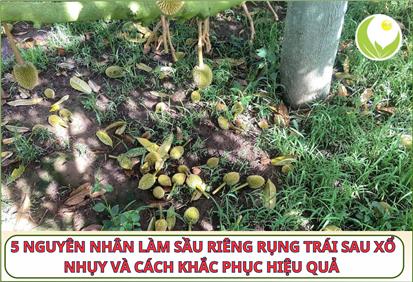 5 NGUYÊN NHÂN LÀM SẦU RIÊNG RỤNG TRÁI SAU XỔ NHỤY VÀ CÁCH KHẮC PHỤC HIỆU QUẢ 