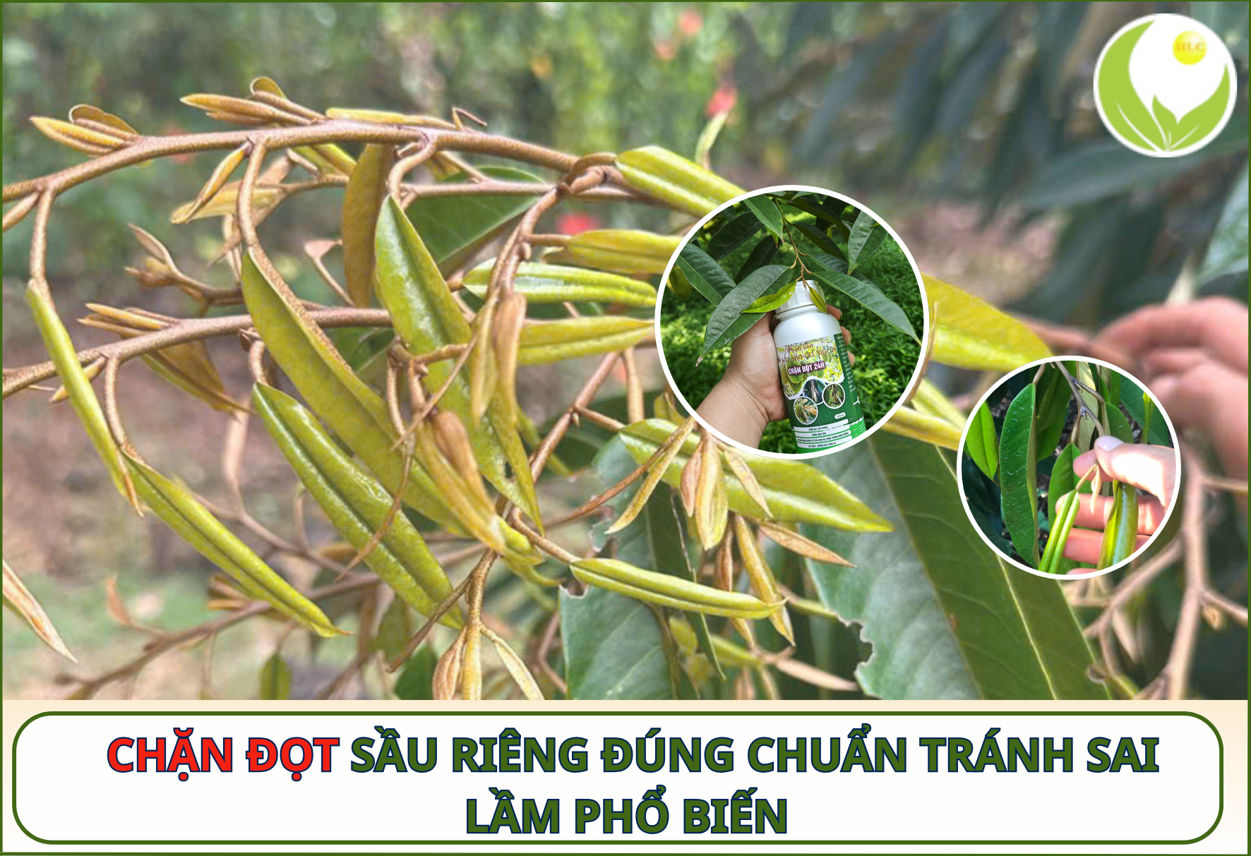 Cách chặn đọt sầu riêng đúng chuẩn, tránh sai lầm phổ biến
