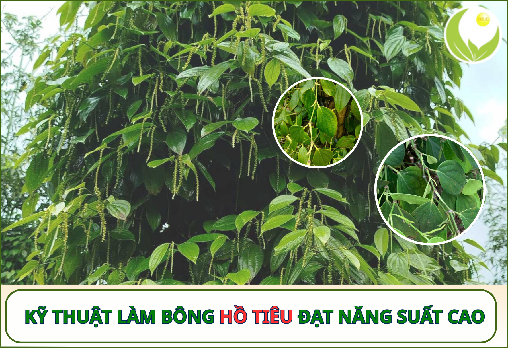 KỸ THUẬT LÀM BÔNG HỒ TIÊU ĐẠT NĂNG SUẤT CAO 