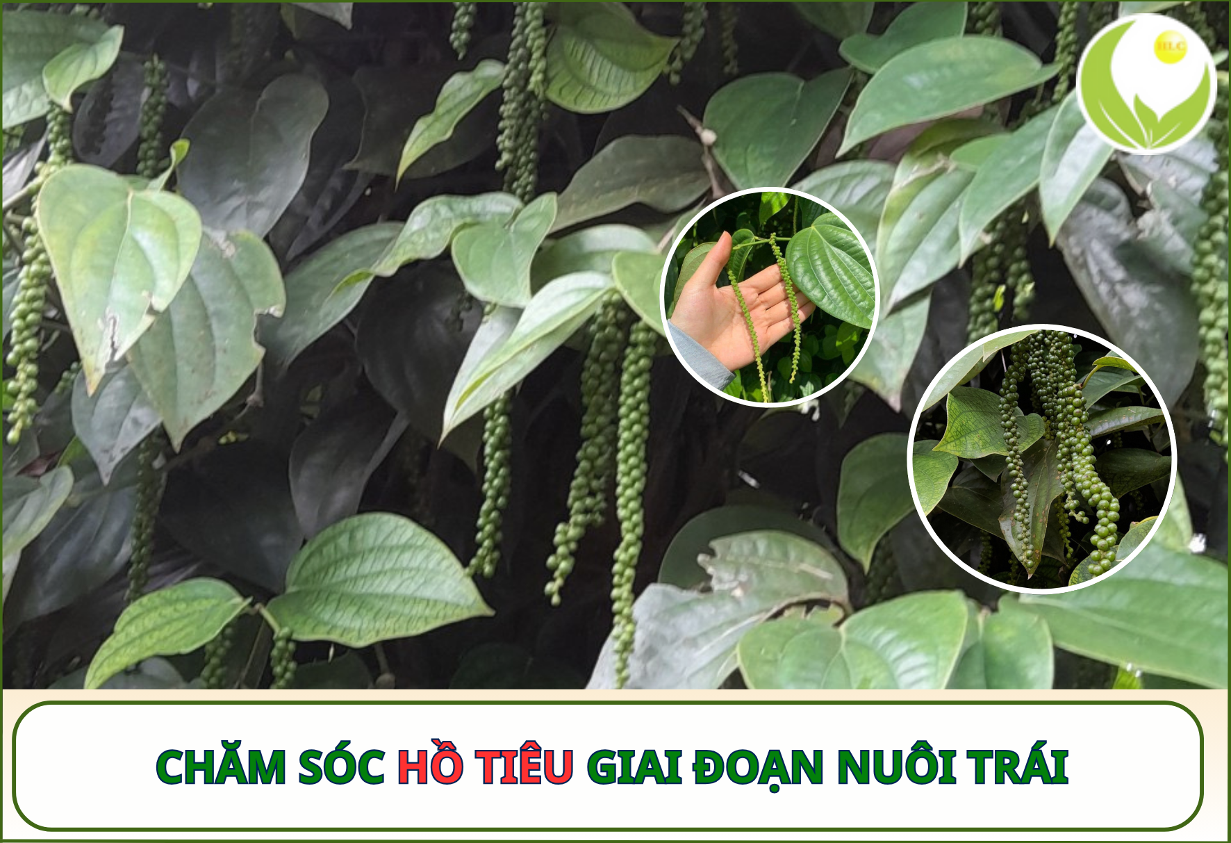 Chăm Sóc Hồ Tiêu Giai Đoạn Nuôi Trái Hiệu Quả – Tăng Năng Suất, Chắc Hạt